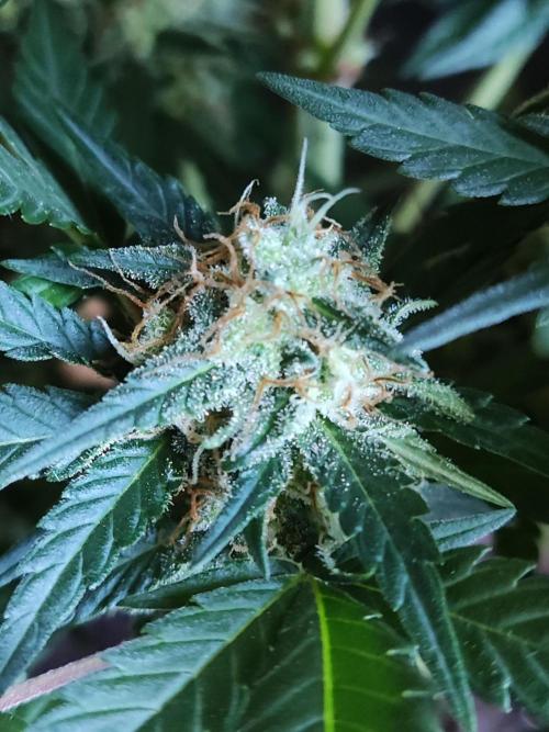 Power Plant. Week 10