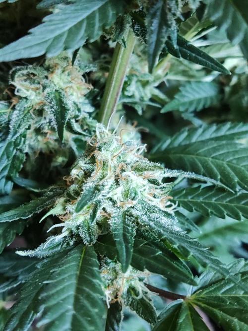 Power Plant. Week 10