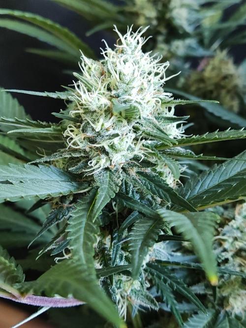 Power Plant. Week 10