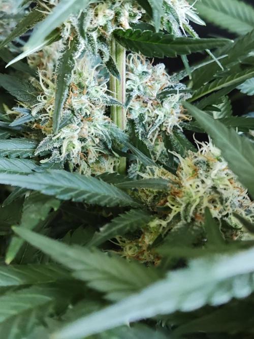 Power Plant. Week 10