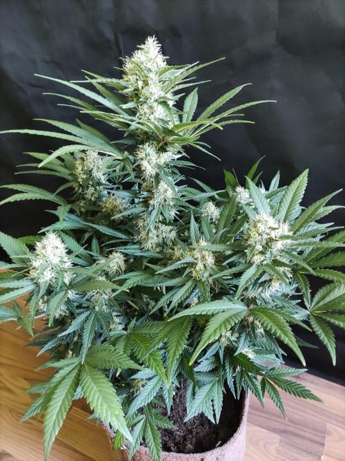Power Plant. Week 10