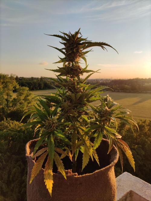 Auto Moon Rock ( In & Outdoor ). Week 10 - Tag 70
