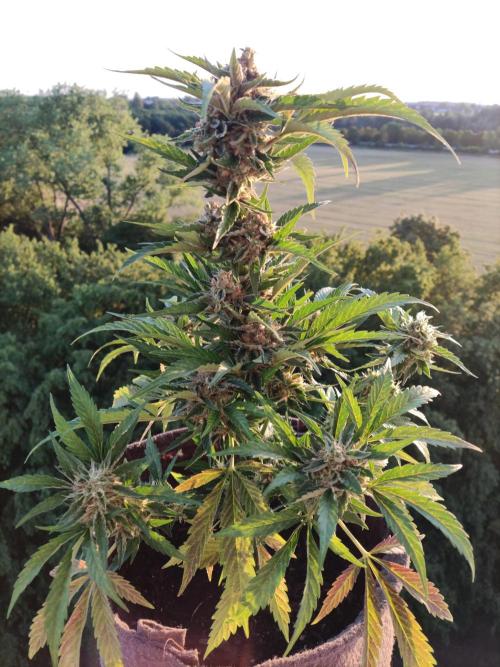 Auto Moon Rock ( In & Outdoor ). Week 10