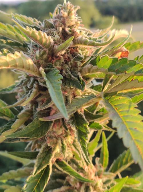 Auto Moon Rock ( In & Outdoor ). Week 10
