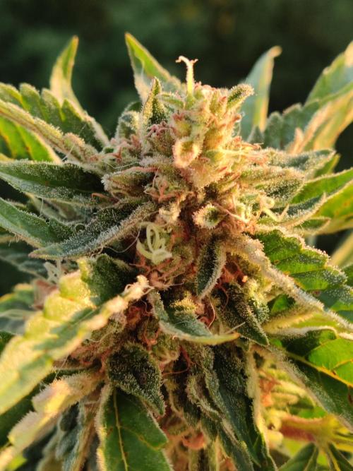 Auto Moon Rock ( In & Outdoor ). Week 10