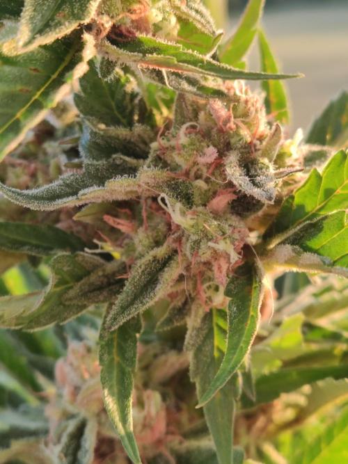 Auto Moon Rock ( In & Outdoor ). Week 10