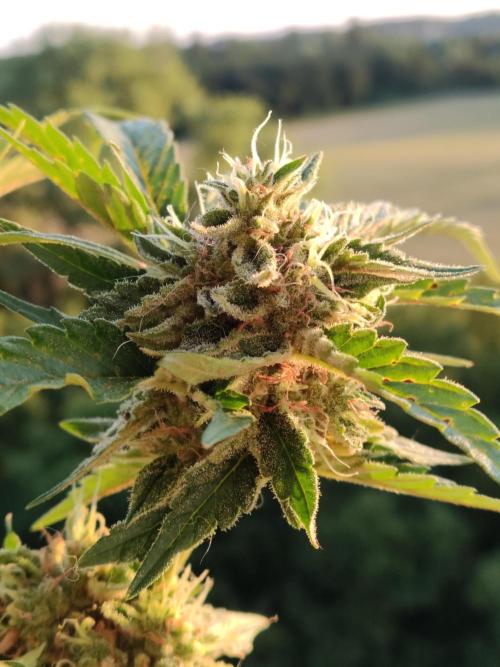 Auto Moon Rock ( In & Outdoor ). Week 10