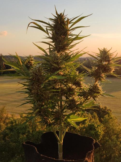 Creamzilla Auto ( In & Outdoor ). Week 10 - Tag 70