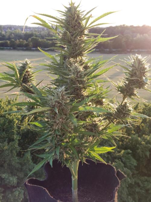 Creamzilla Auto ( In & Outdoor ). Week 10