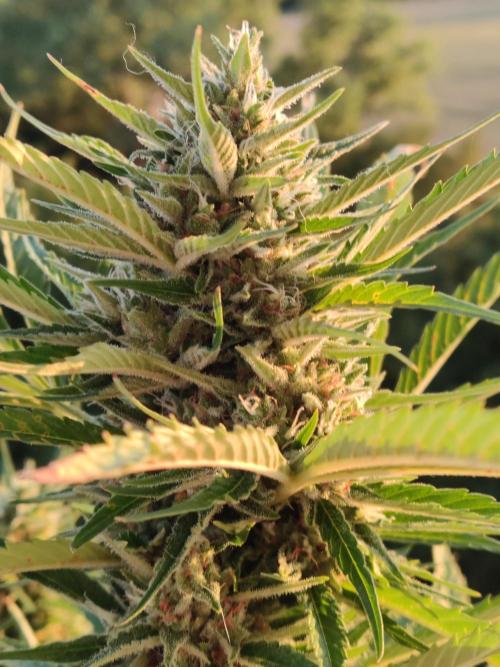 Creamzilla Auto ( In & Outdoor ). Week 10