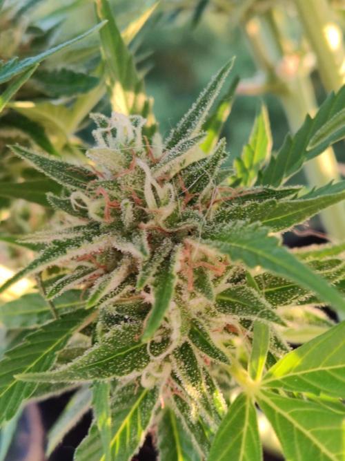Creamzilla Auto ( In & Outdoor ). Week 10