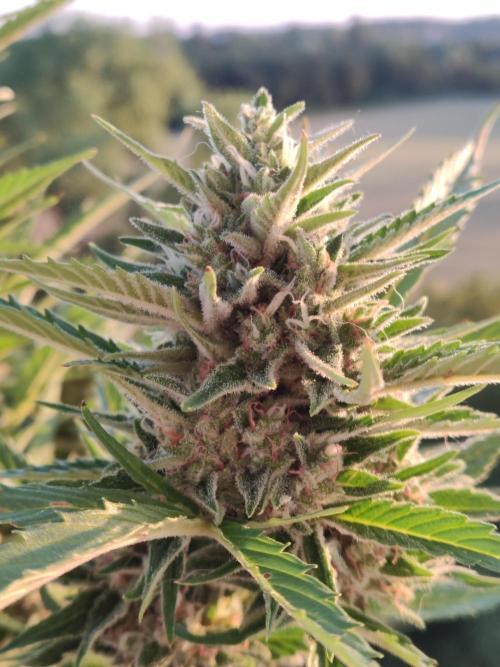 Creamzilla Auto ( In & Outdoor ). Week 10