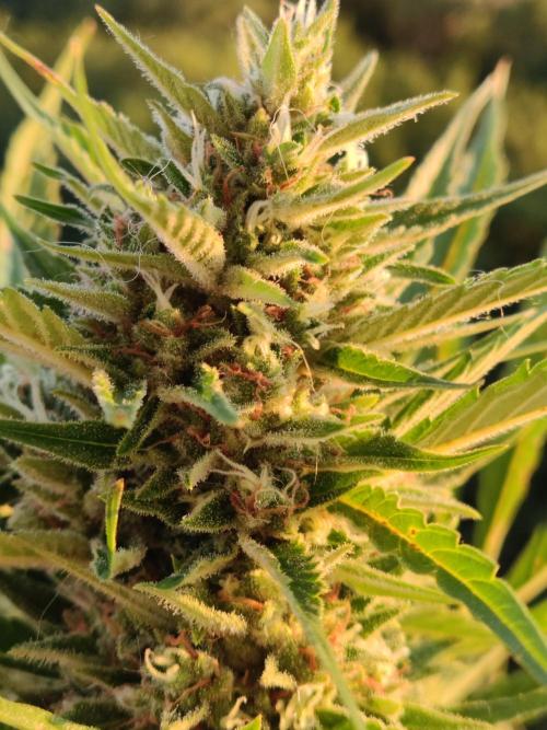 Creamzilla Auto ( In & Outdoor ). Week 10
