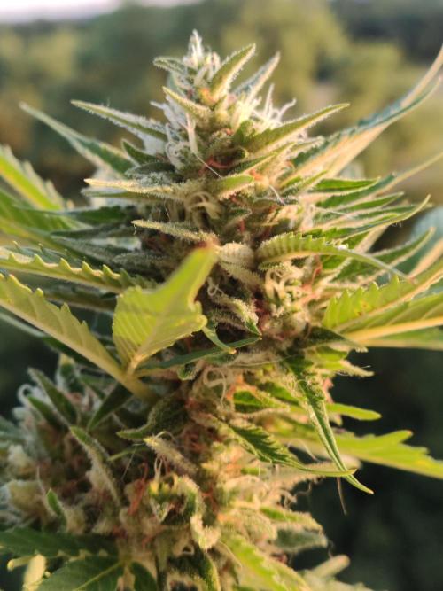Creamzilla Auto ( In & Outdoor ). Week 10