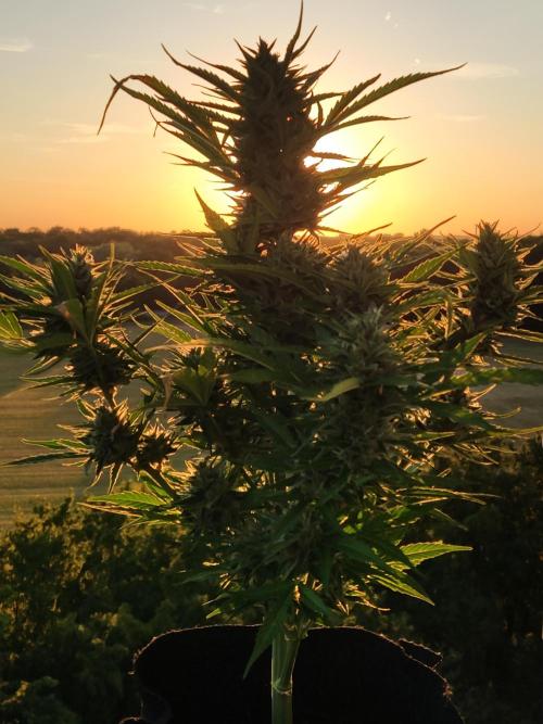 Creamzilla Auto ( In & Outdoor ). Week 10