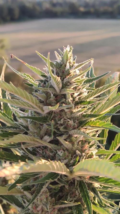 Creamzilla Auto ( In & Outdoor )
