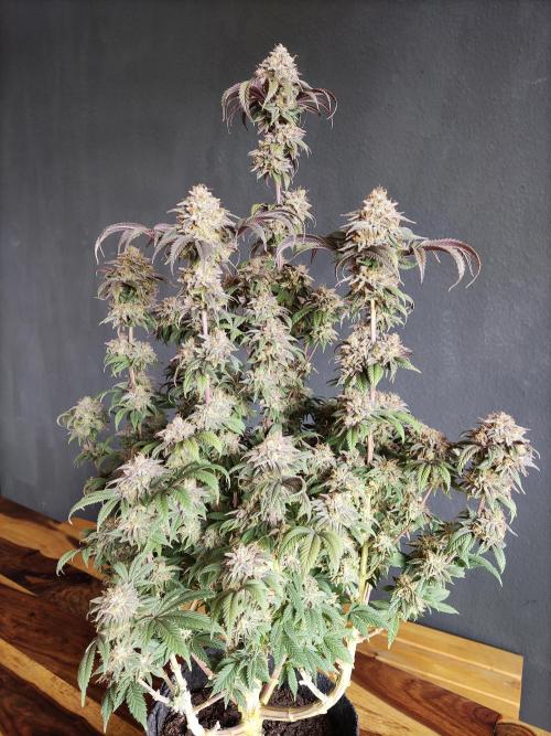Big Bud. Week 22 - Blüte Tag 79