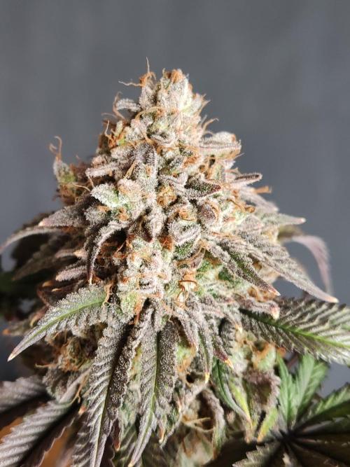 Big Bud. Week 22