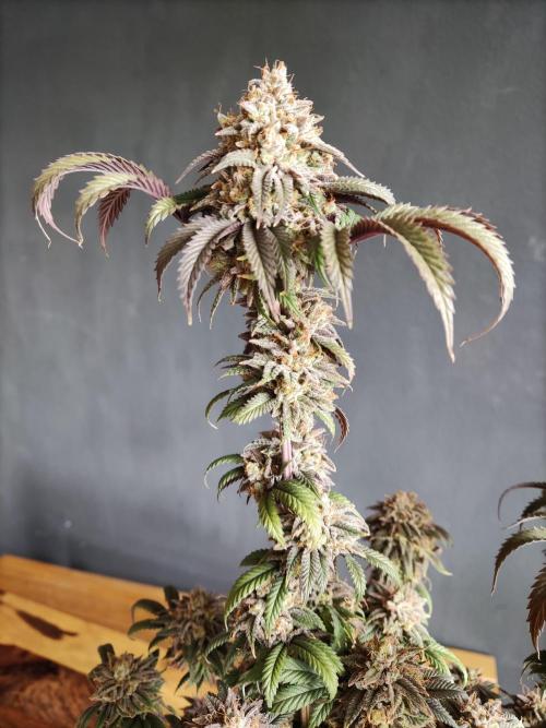 Big Bud. Week 22