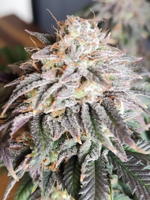 Big Bud. Week 22