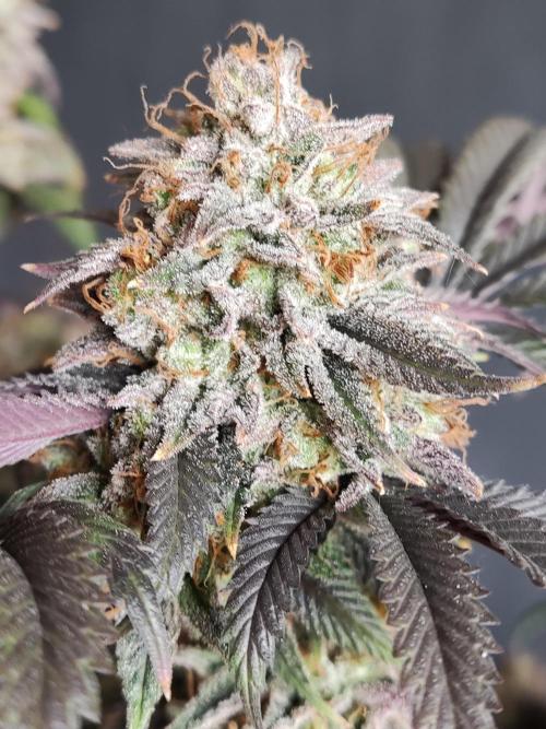 Big Bud. Week 22