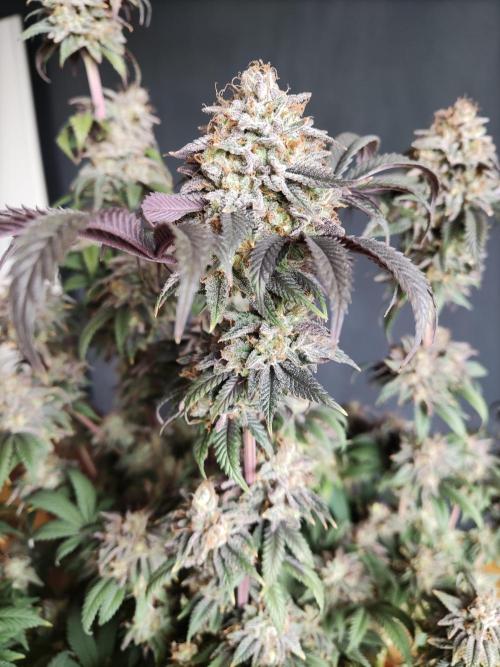 Big Bud. Week 22