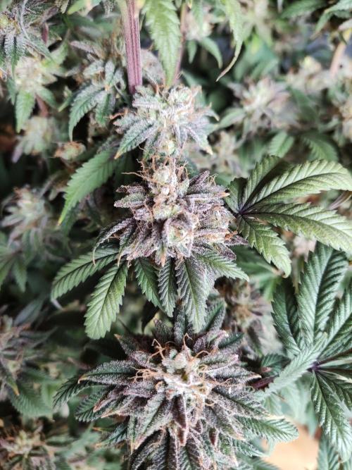 Big Bud. Week 22