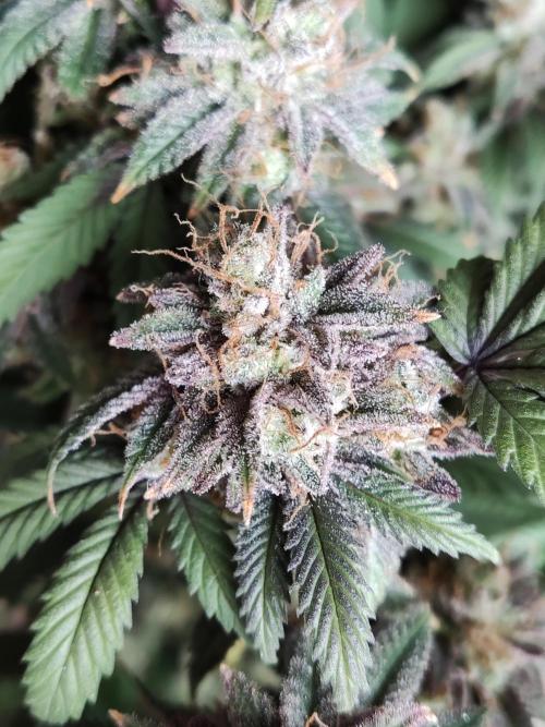 Big Bud. Week 22