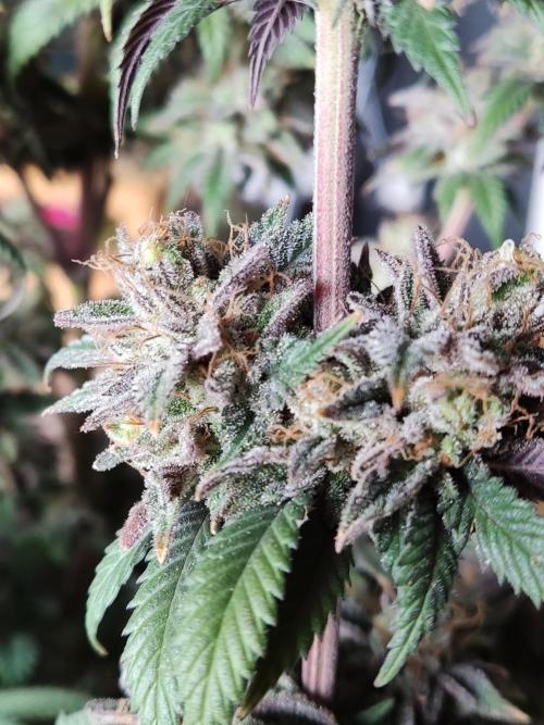 Big Bud. Week 22