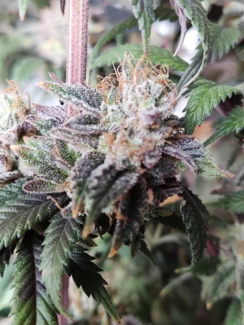 Big Bud. Week 22
