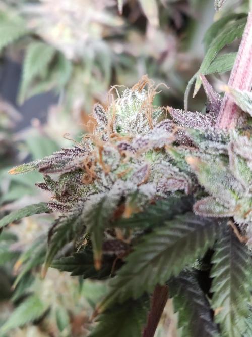 Big Bud. Week 22