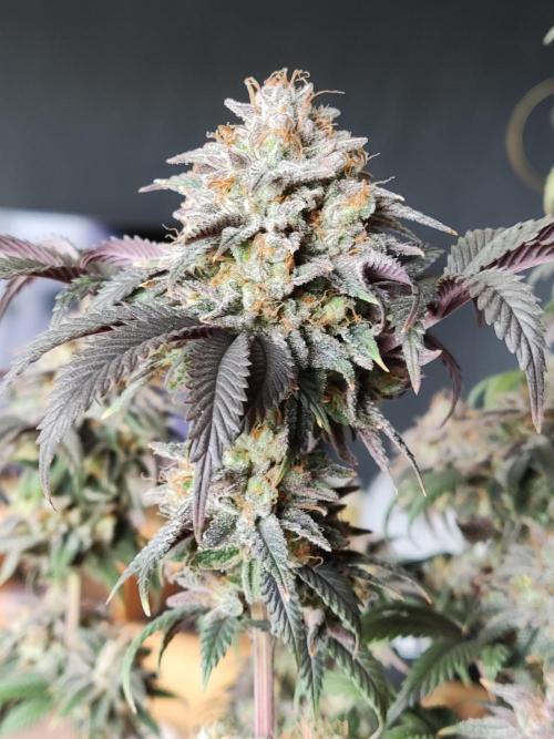 Big Bud. Week 22