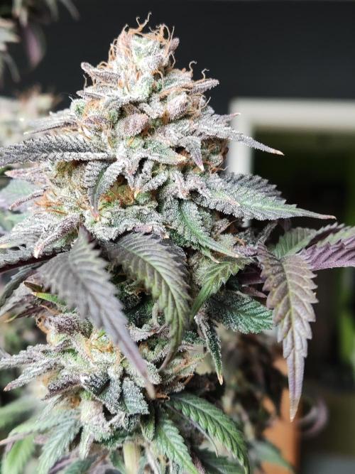 Big Bud. Week 22