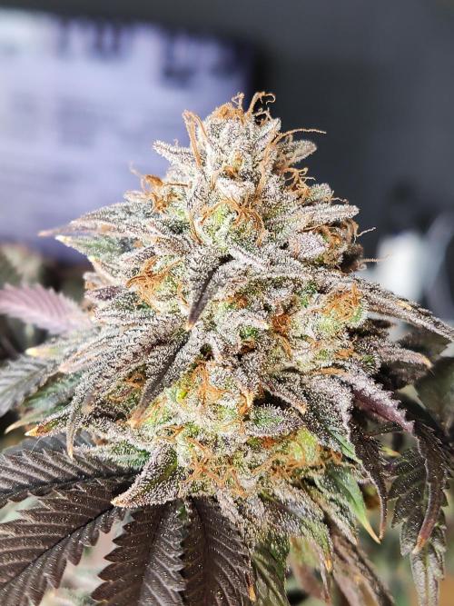 Big Bud. Week 22