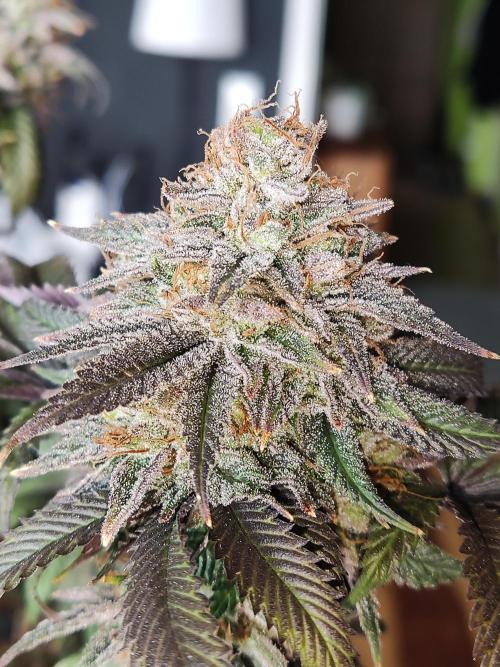 Big Bud. Week 22