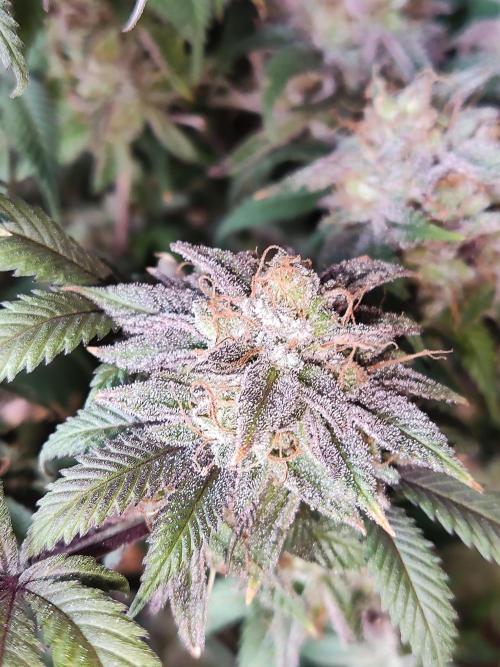 Big Bud. Week 22