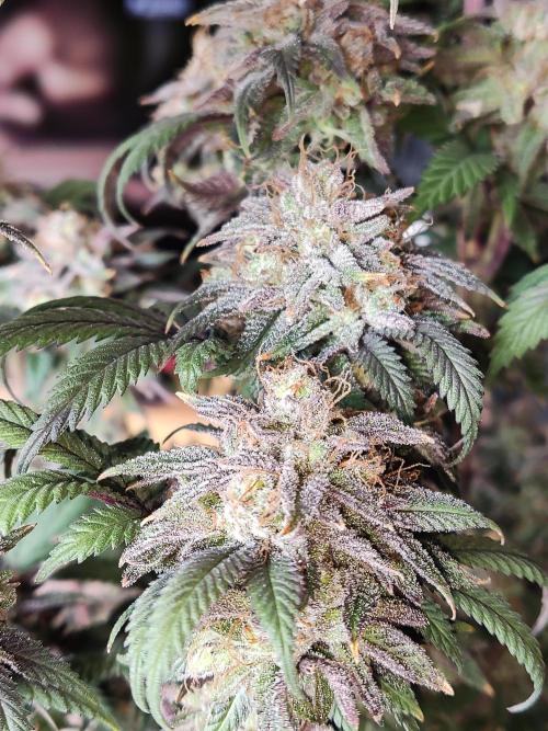 Big Bud. Week 22
