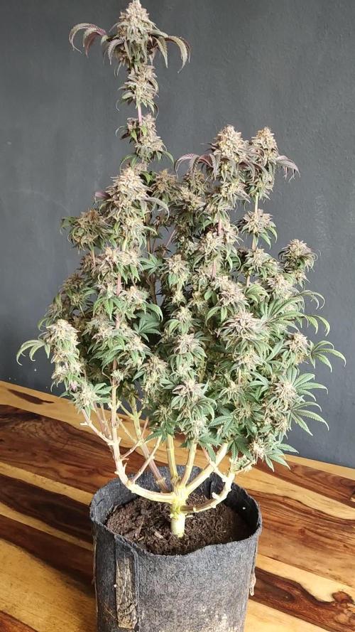 Big Bud