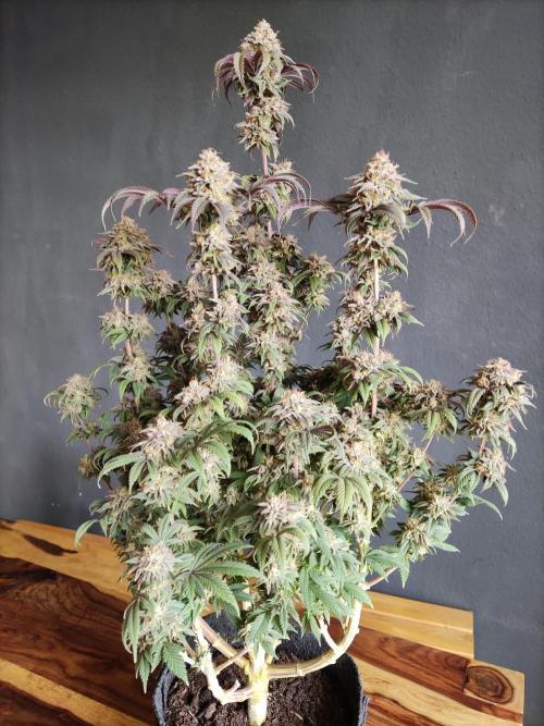 Big Bud. Week 22