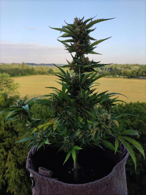 Auto Moon Rock ( In & Outdoor ). Week 11 - Tag 73