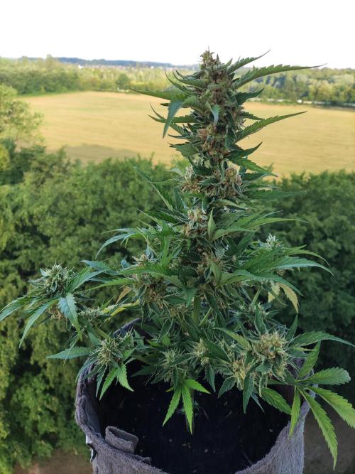 Auto Moon Rock ( In & Outdoor ). Week 11