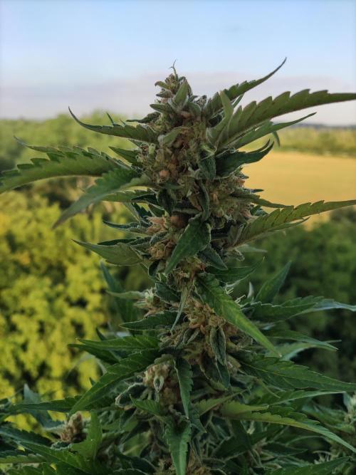 Auto Moon Rock ( In & Outdoor ). Week 11