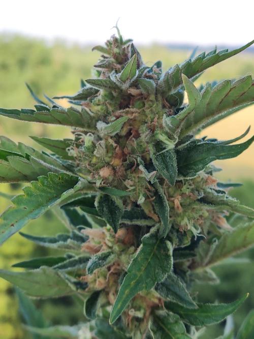 Auto Moon Rock ( In & Outdoor ). Week 11