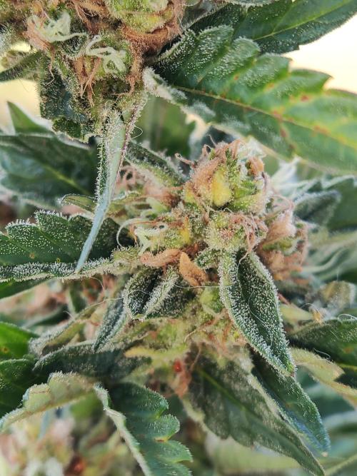 Auto Moon Rock ( In & Outdoor ). Week 11