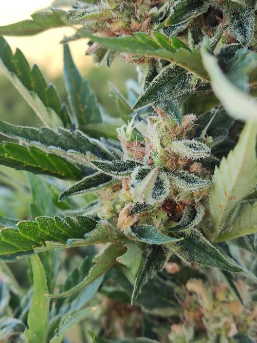 Auto Moon Rock ( In & Outdoor ). Week 11
