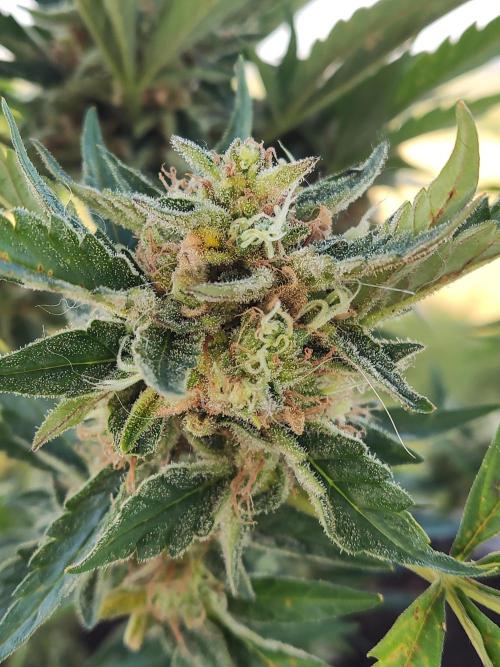 Auto Moon Rock ( In & Outdoor ). Week 11