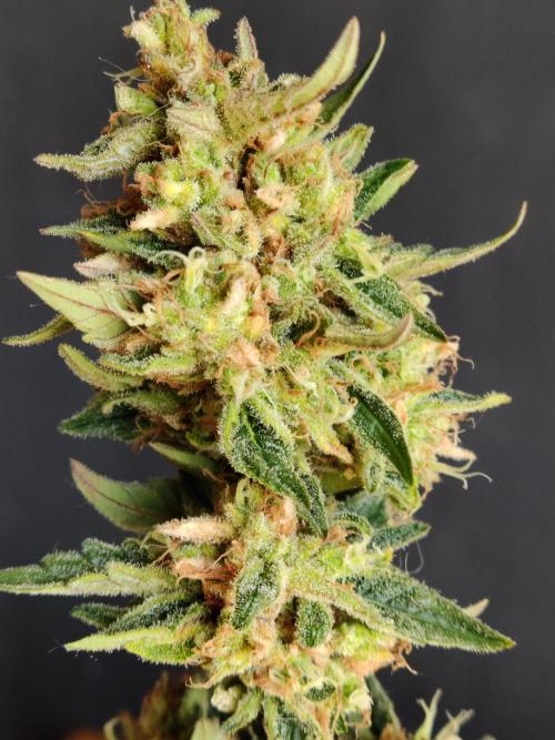 Auto Moon Rock ( In & Outdoor ). Week 11