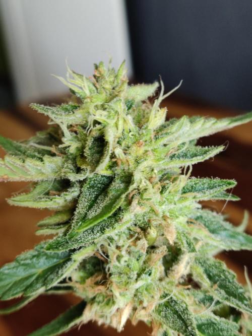 Auto Moon Rock ( In & Outdoor ). Week 11