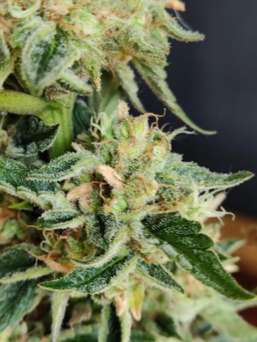 Auto Moon Rock ( In & Outdoor ). Week 11
