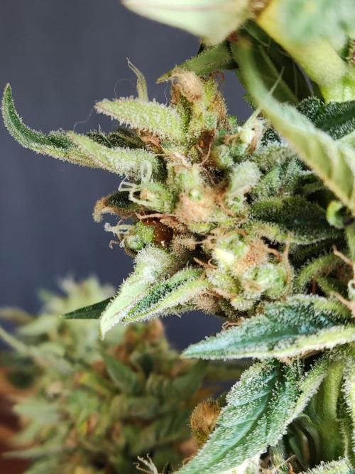 Auto Moon Rock ( In & Outdoor ). Week 11